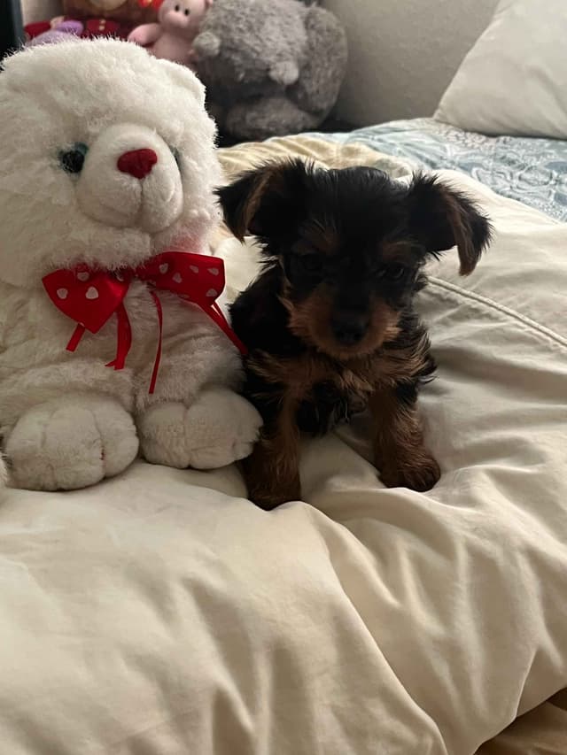 Yorkshire Terrier Puppies media 6