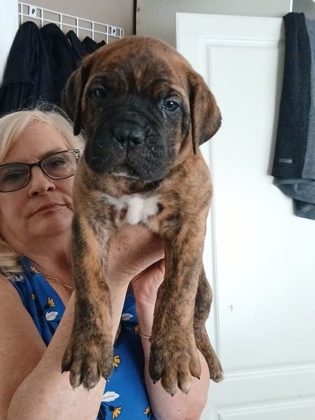 Cane Corso Puppies from Champion Bloodlines media 3