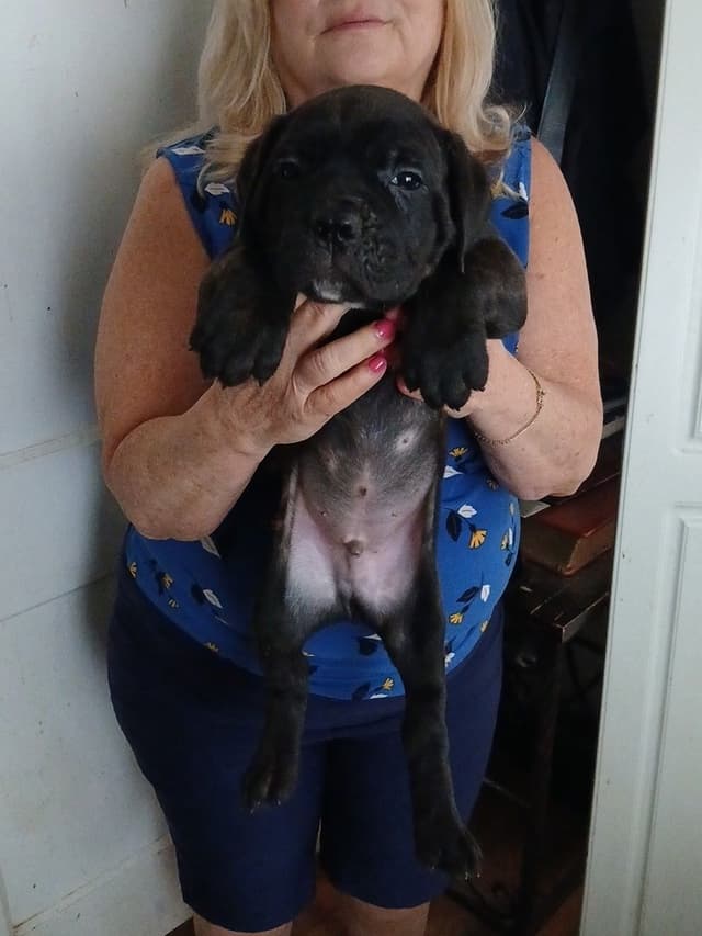 Cane Corso Puppies from Champion Bloodlines media 2