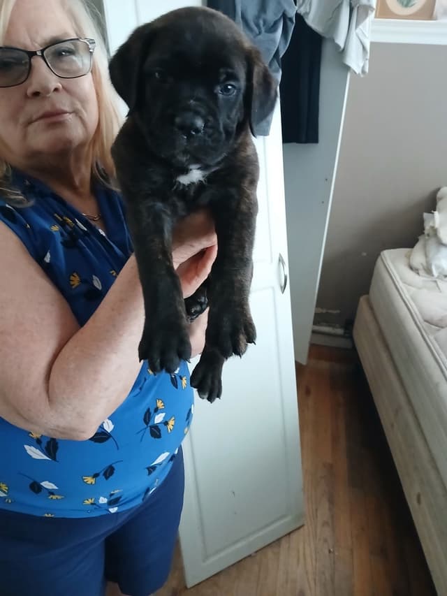 Cane Corso Puppies from Champion Bloodlines media 4