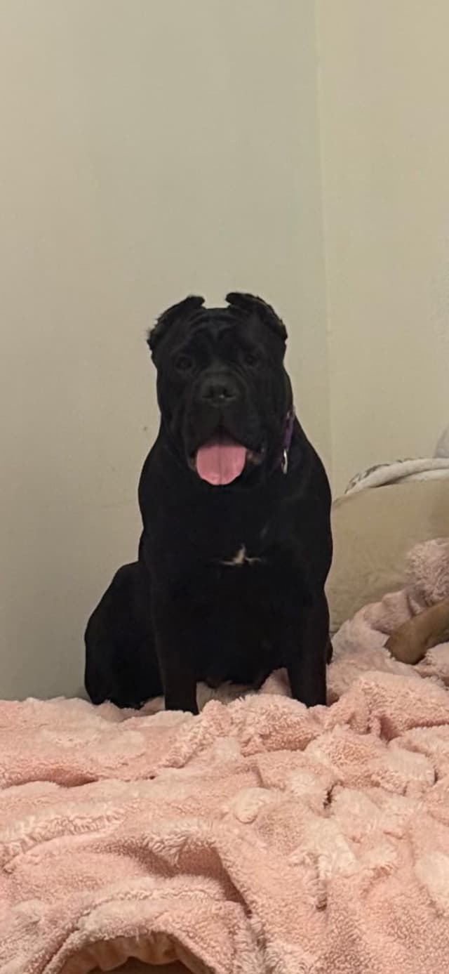 Cane Corso Puppies from Champion Bloodlines media 5