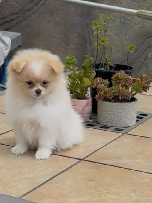Pomeranian Puppies media 2