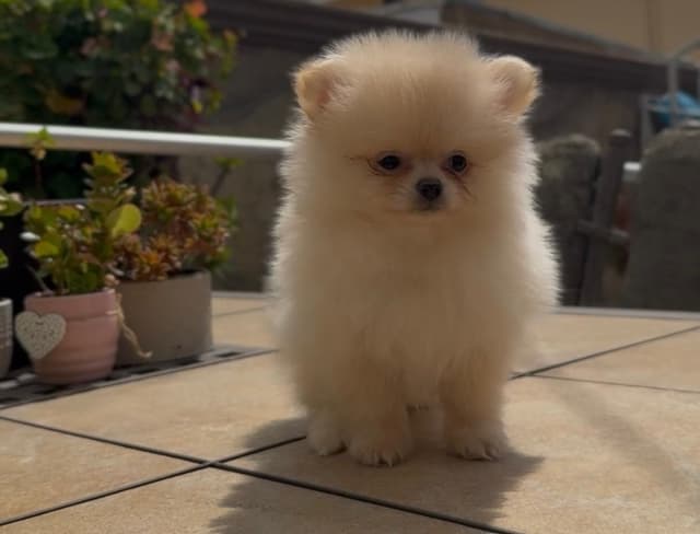 Pomeranian Puppies media 3