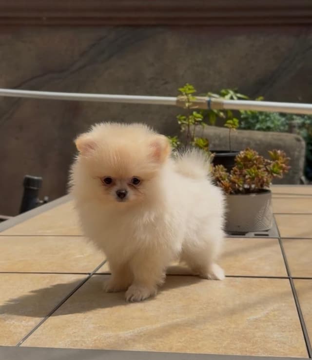 Pomeranian Puppies media 4