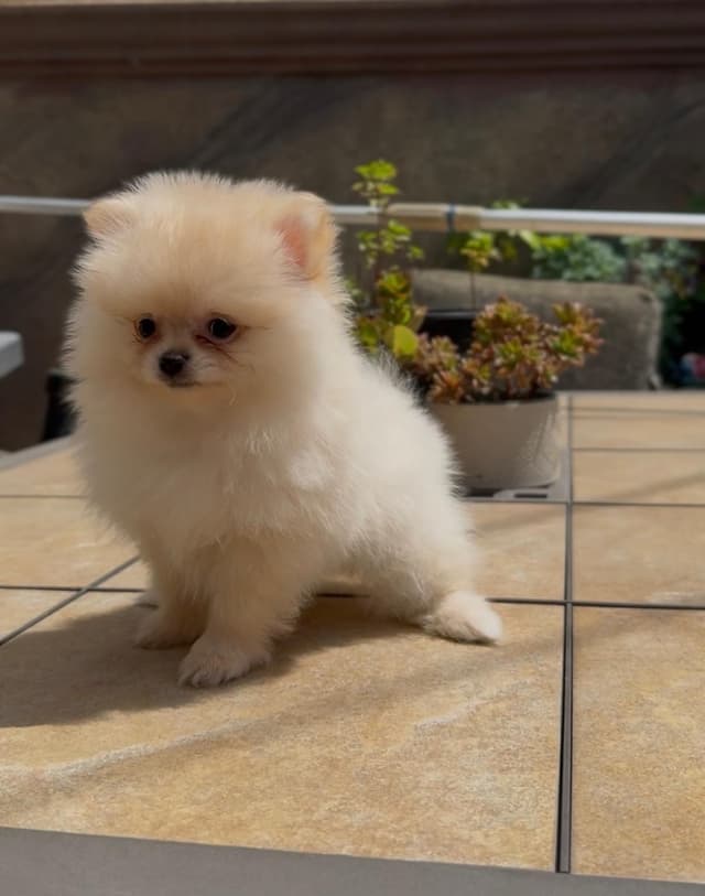 Pomeranian Puppies media 5