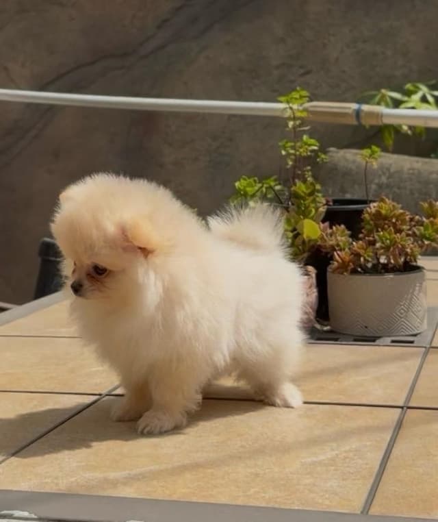 Pomeranian Puppies media 6