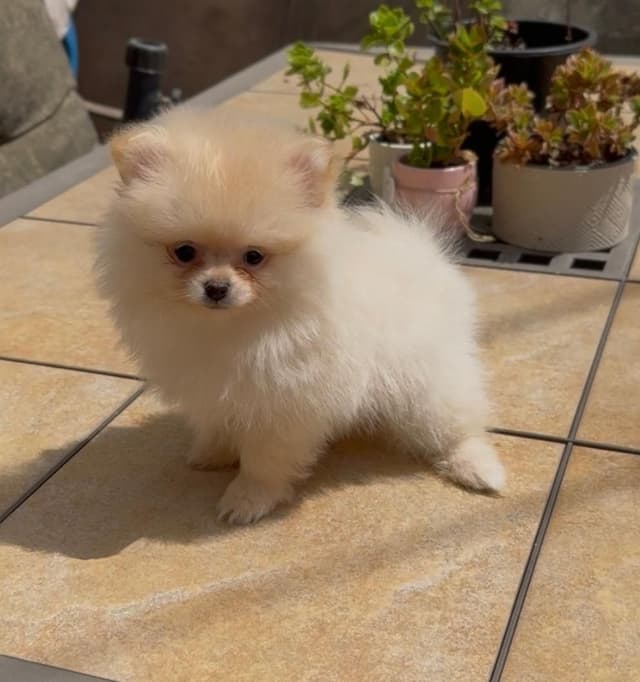 Pomeranian Puppies media 7