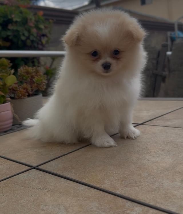 Pomeranian Puppies media 8
