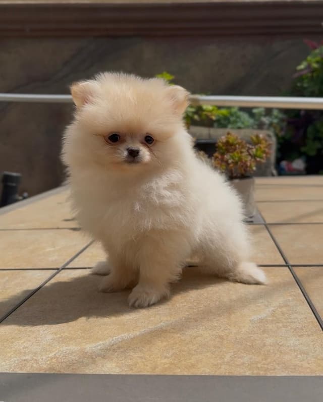 Pomeranian Puppies media 9