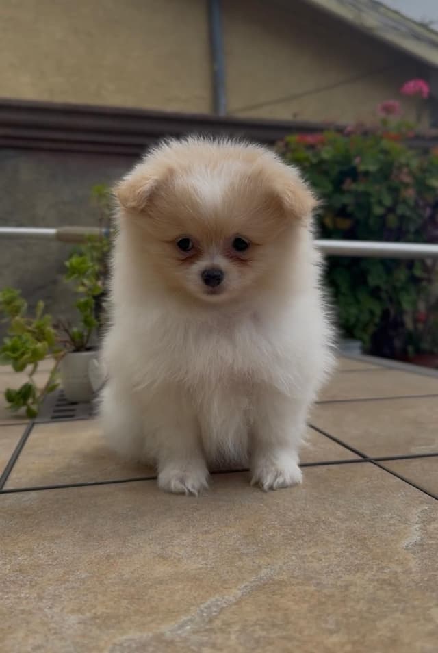 Pomeranian Puppies media 10