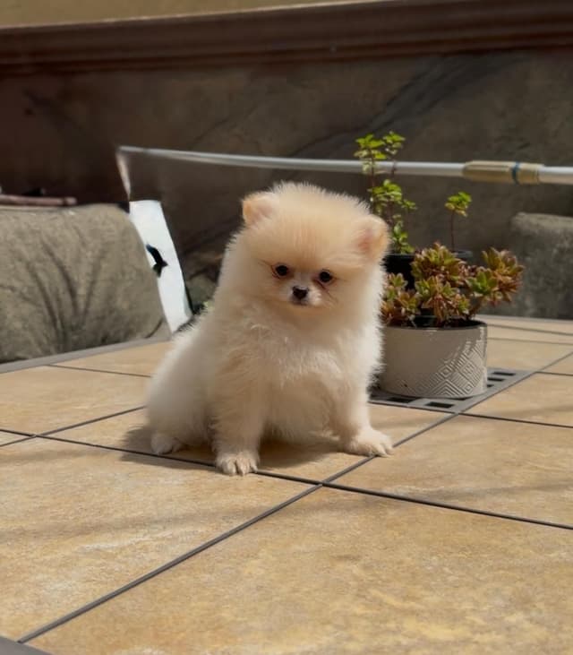Pomeranian Puppies media 11