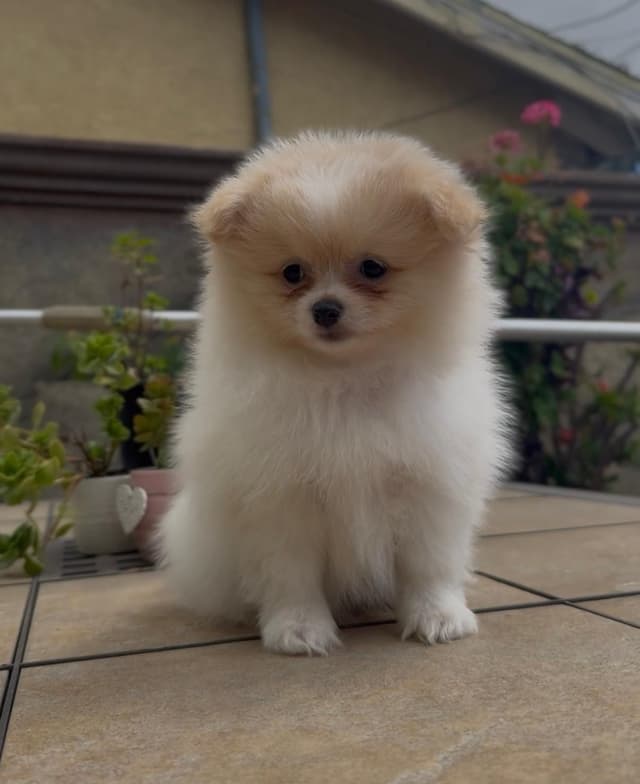 Pomeranian Puppies media 12