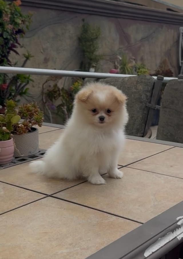 Pomeranian Puppies media 13