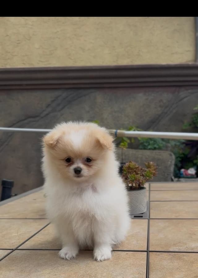 Pomeranian Puppies media 14