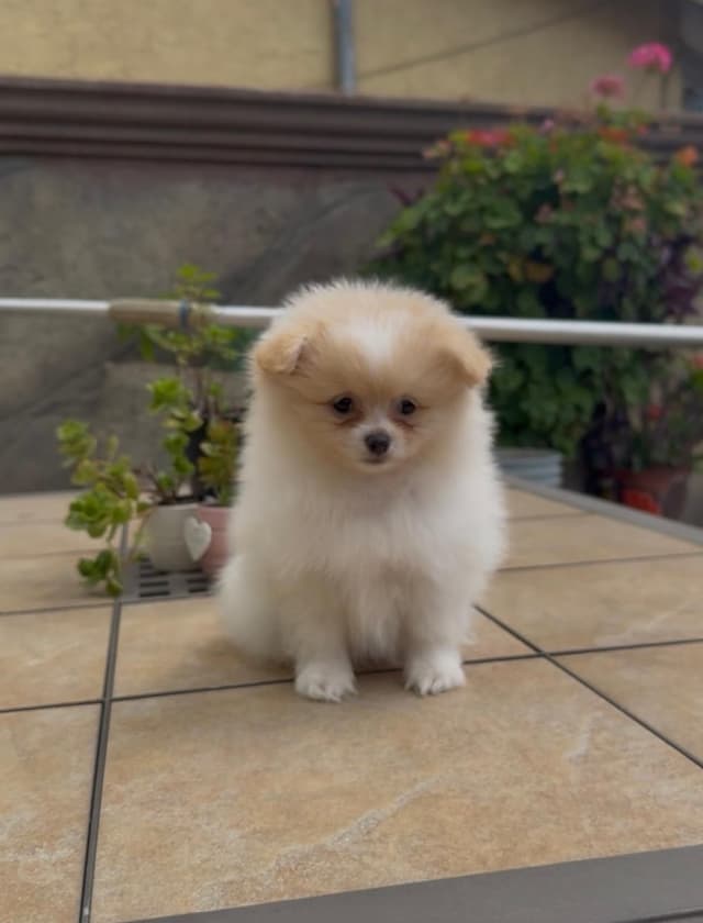 Pomeranian Puppies media 15