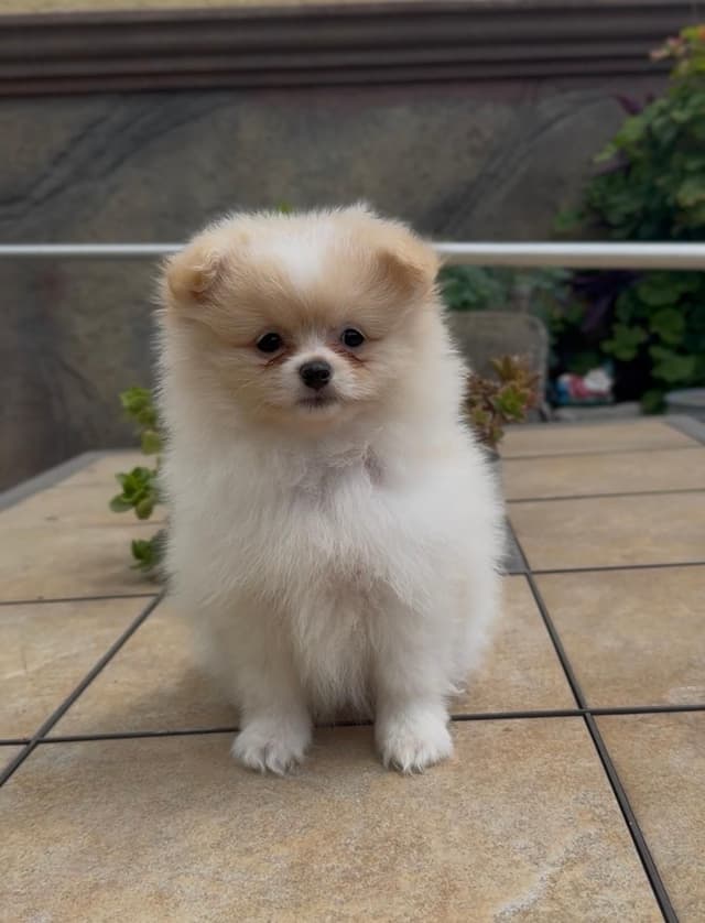 Pomeranian Puppies media 16