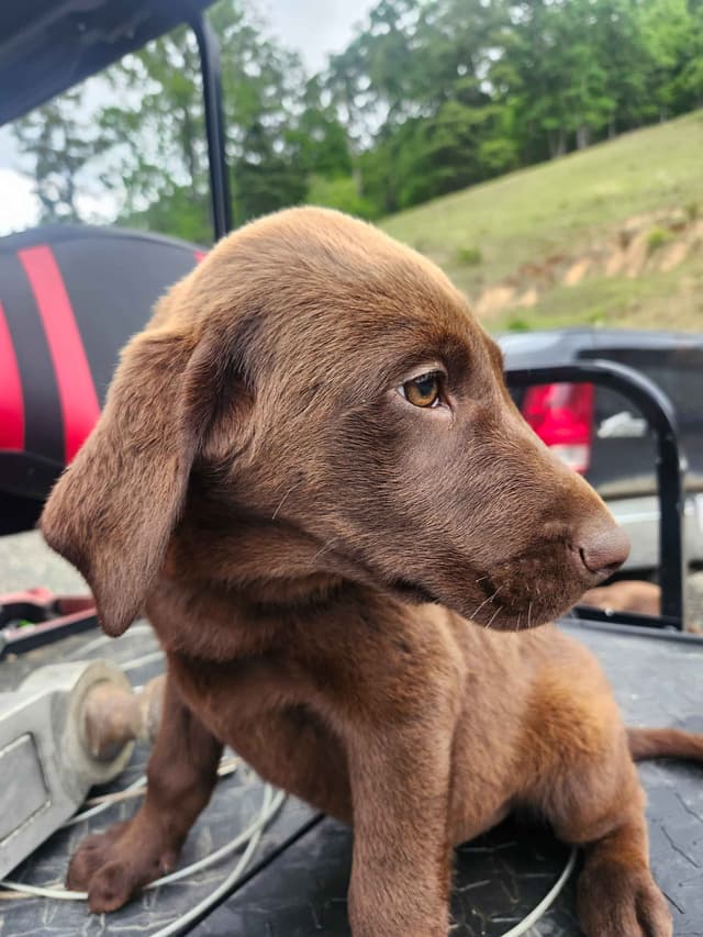 Labrador Retriever Puppies media 2