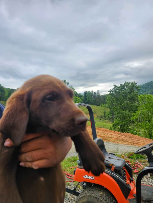 Labrador Retriever Puppies media 4