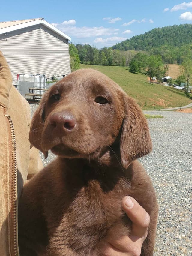 Labrador Retriever Puppies media 5