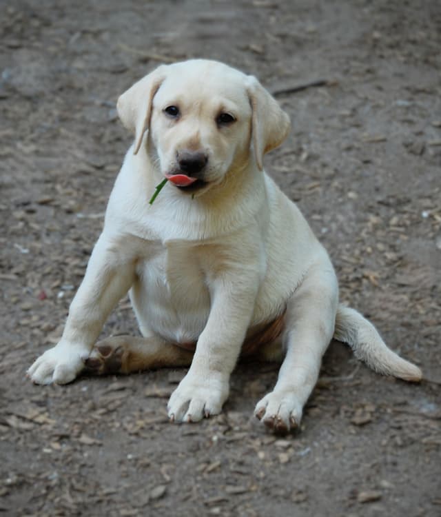 Labrador Retriever Puppies media 10
