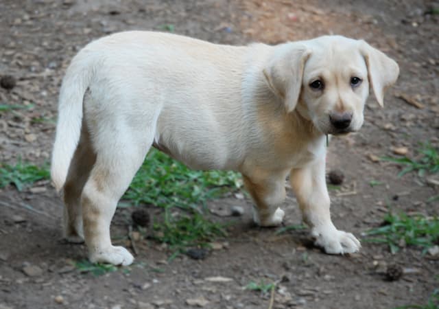 Labrador Retriever Puppies media 12