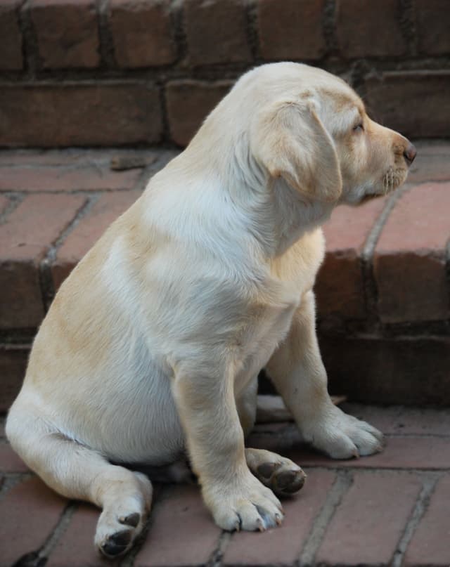 Labrador Retriever Puppies media 11