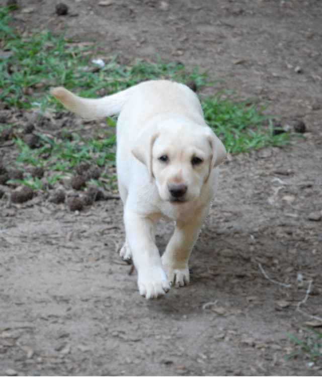 Labrador Retriever Puppies media 13