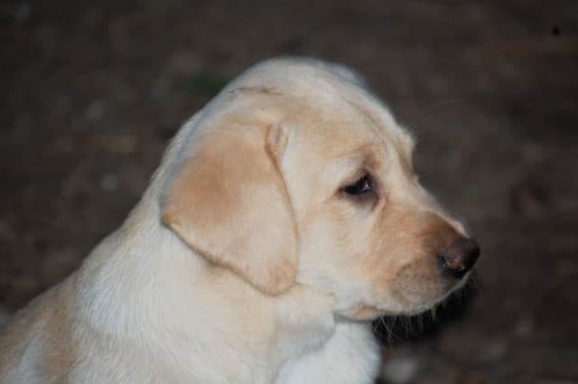 Labrador Retriever Puppies media 9