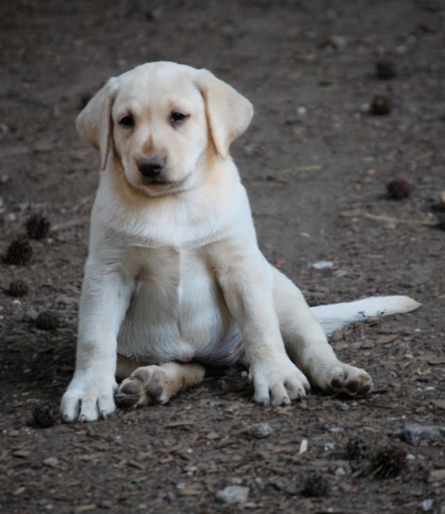 Labrador Retriever Puppies media 15