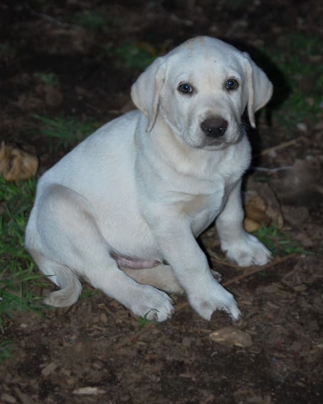 Labrador Retriever Puppies media 16