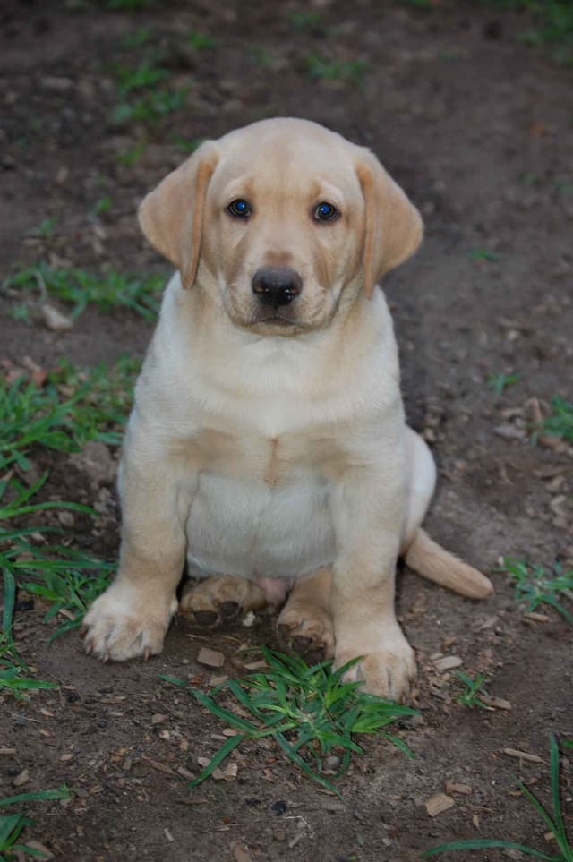 Labrador Retriever Puppies media 17