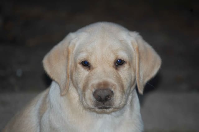 Labrador Retriever Puppies media 8