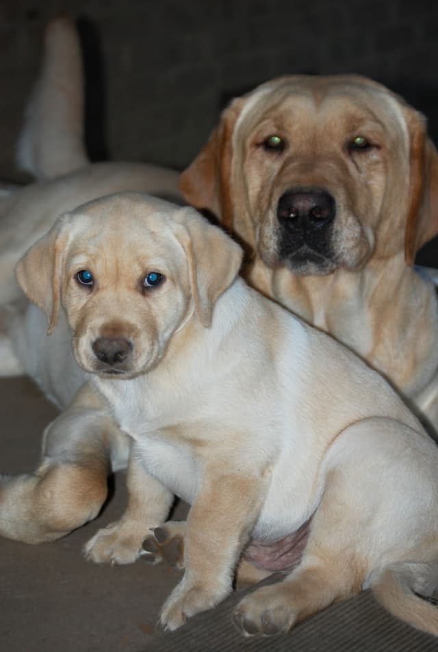 Labrador Retriever Puppies media 18