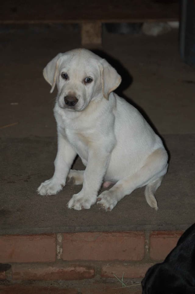 Labrador Retriever Puppies media 19