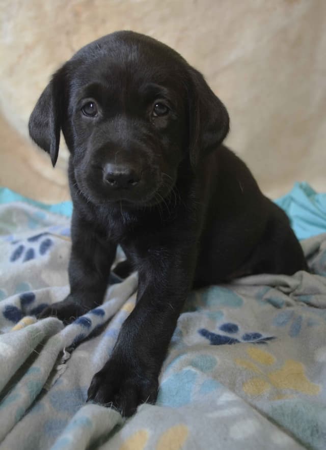 Labrador Retriever Puppies media 4
