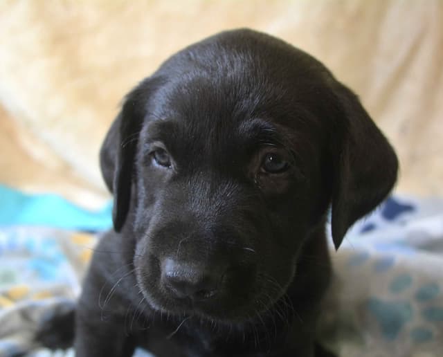 Labrador Retriever Puppies media 5