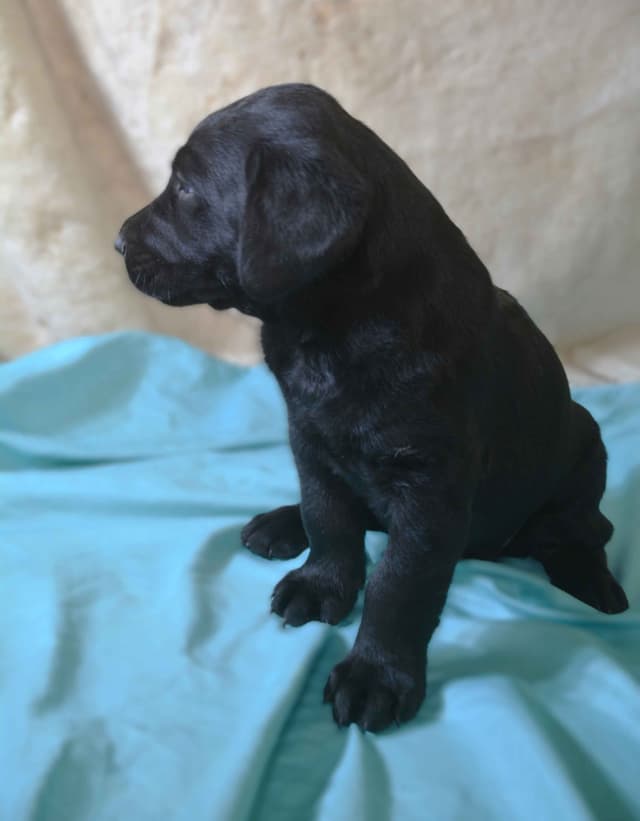 Labrador Retriever Puppies media 7