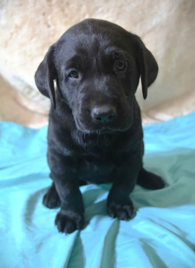 Labrador Retriever Puppies media 8