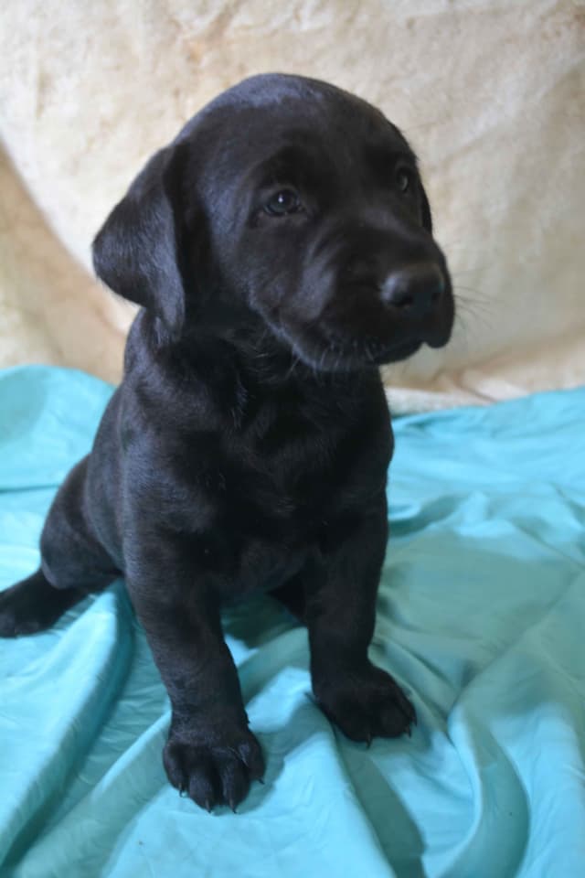 Labrador Retriever Puppies media 9