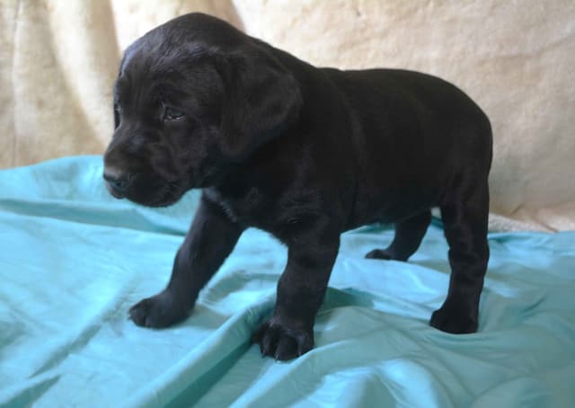 Labrador Retriever Puppies media 10