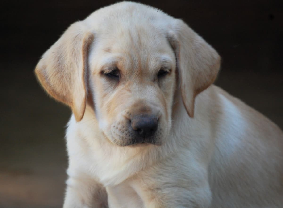 Labrador Retriever Puppies breeder image 13