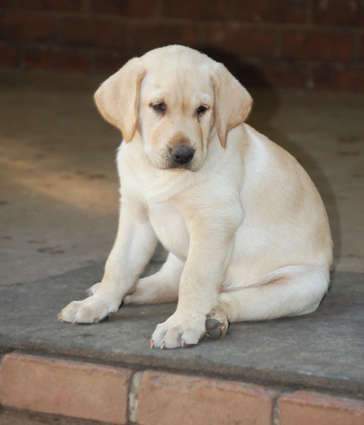 Labrador Retriever Puppies breeder image 14
