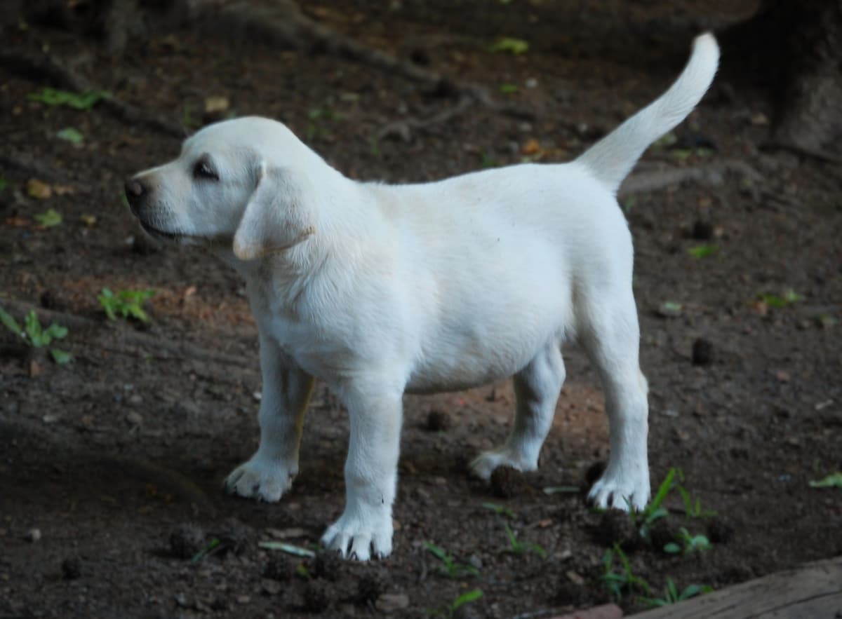 Labrador Retriever Puppies breeder image 26