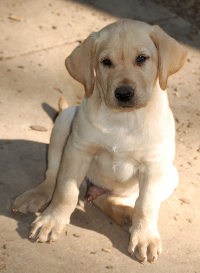 Labrador Retriever Puppies media 20