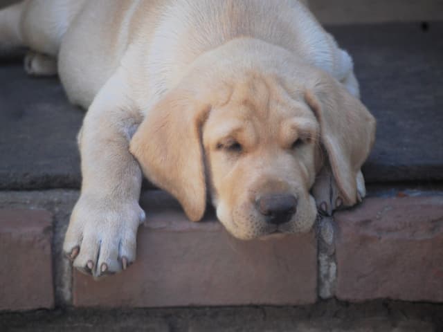 Labrador Retriever Puppies media 21