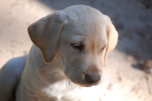 Labrador Retriever Puppies media 22