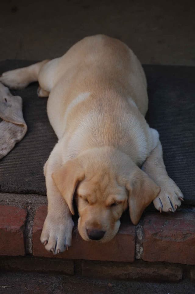 Labrador Retriever Puppies media 23