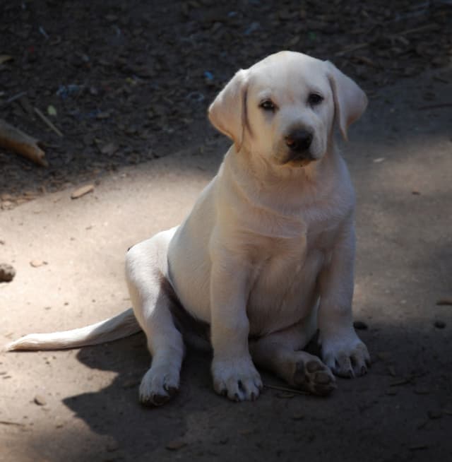 Labrador Retriever Puppies media 24