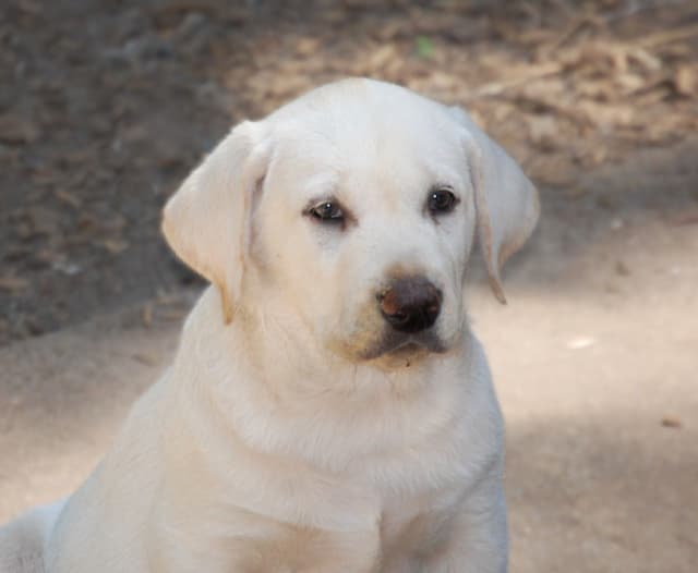 Labrador Retriever Puppies media 6