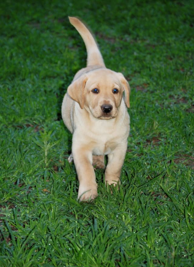Labrador Retriever Puppies media 14